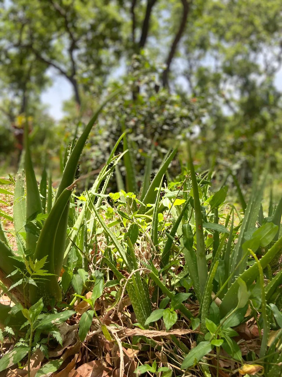 Aloe-vera-Pflanzen mit grünen, spitzen Blättern im Freien