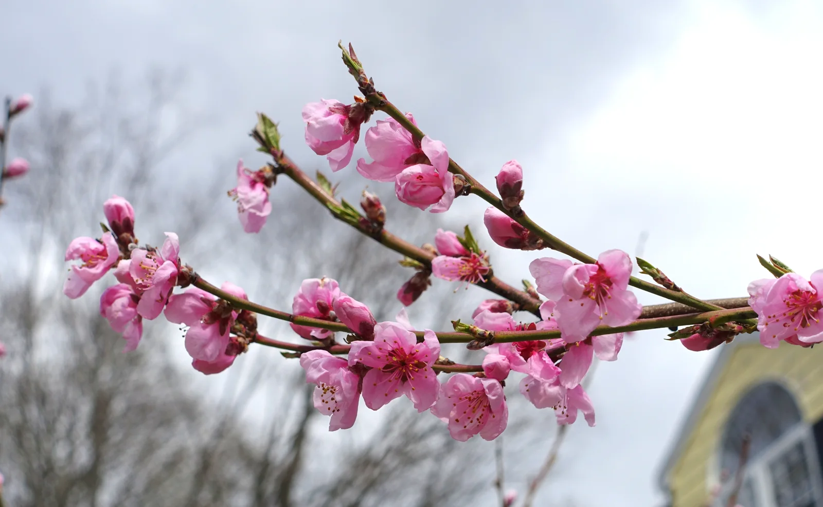 Rosa Kirschblüten an einem Zweig