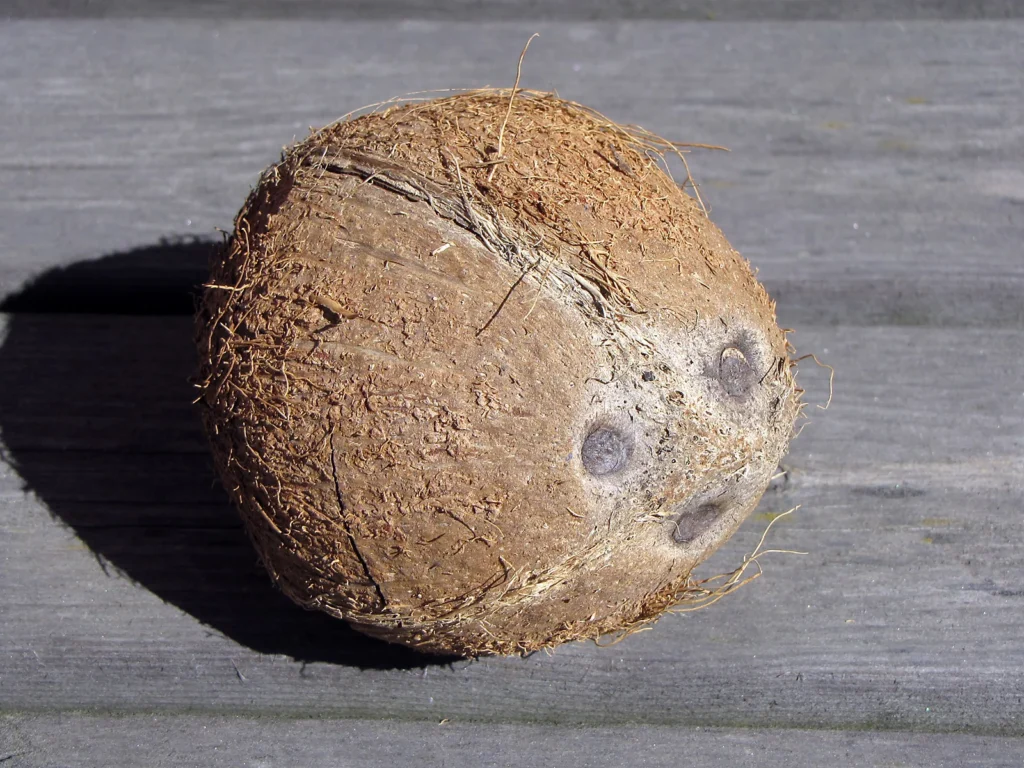 Braune Kokosnuss mit drei sichtbaren Keimporen auf einer Holzfläche