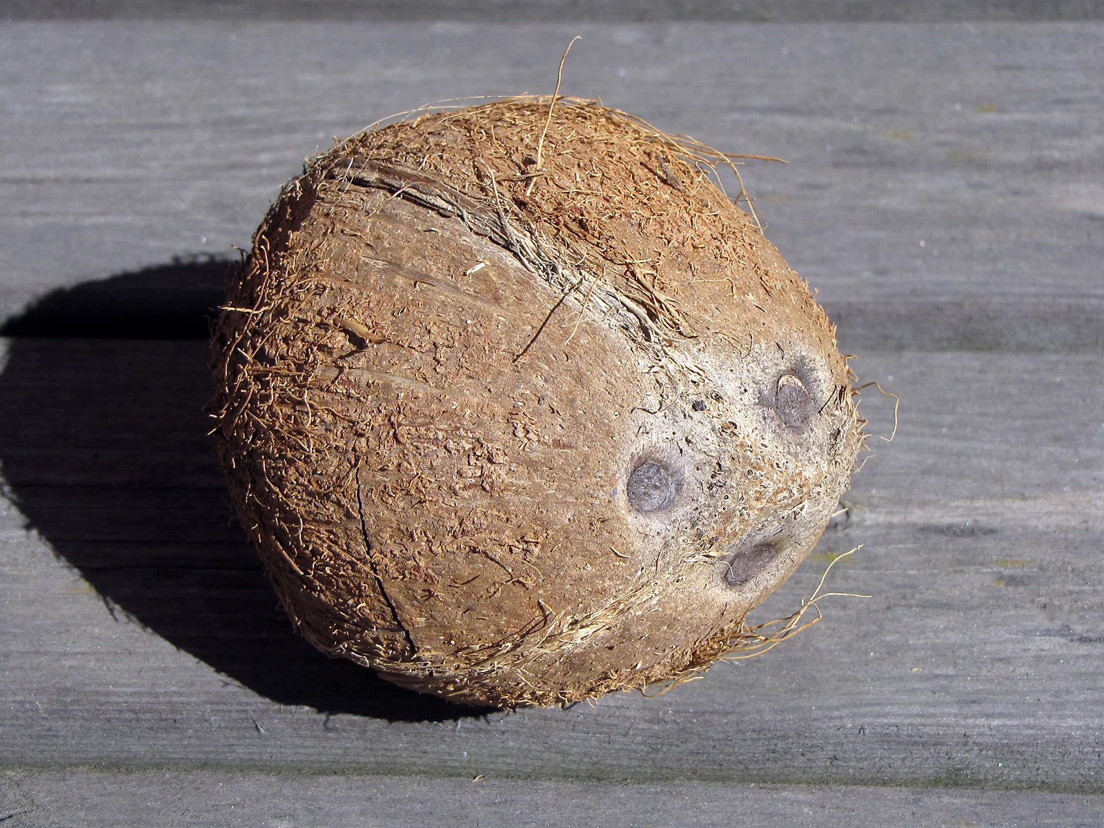Braune Kokosnuss mit drei sichtbaren Keimporen auf einer Holzfläche