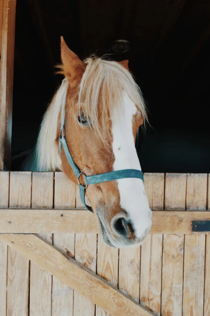 Pferd mit hellem Schopf und blauem Halfter an einer hölzernen Stalltür