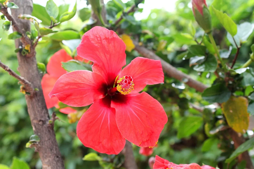 Rote Hibiskusblüte zwischen grünen Blättern