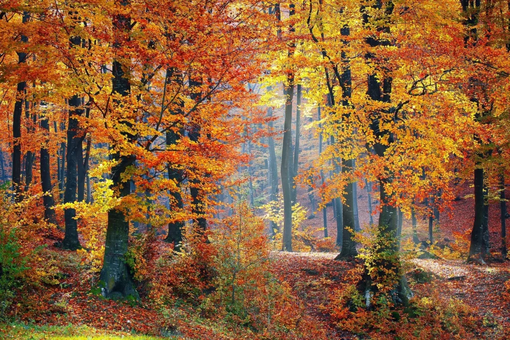 Herbstwald mit gelben und roten Blättern