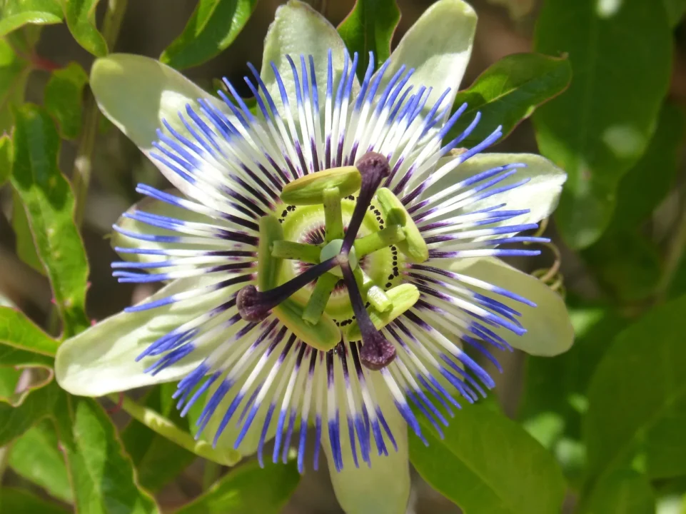 Geöffnete blau-weiße Passionsblüte zwischen grünen Blättern