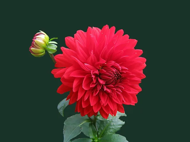 Rote Dahlienblüte mit einer geschlossenen Knospe